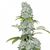AK 47 Ultra genetics, Фасовка: 3+1